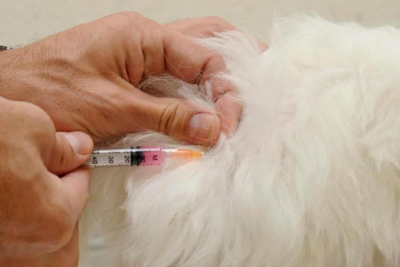Prefeitura da Serra vai vacinar cães e gatos contra raiva